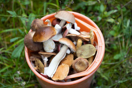 The end of summer or the beginning of autumn. Many different forest mushrooms. Tasty and fragrant mushrooms, porcini mushrooms, the smell of the forest, freedom and inspiration.の写真素材