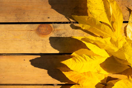 Autumn leaves on a wooden background with copy spaceの写真素材
