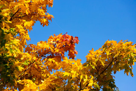 Maple in the fall. Beautiful natural background of trees.