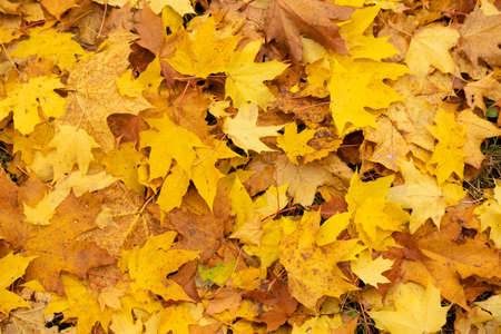 Autumn, beautiful, natural background of yellow maple leaves.