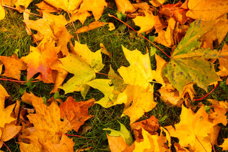 Autumn. Multicolored maple leaves lie on the grass.