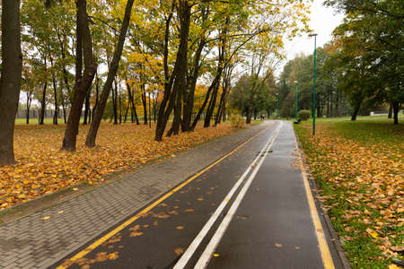 Walking and cycling path in the autumn park.の写真素材