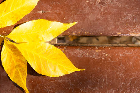 Autumn leaves on a wooden background with copy spaceの写真素材