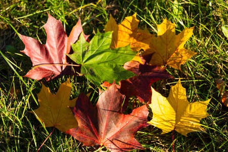 Autumn. Multicolored maple leaves lie on the grass.
