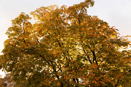 Beautiful park with maple trees in autumn.の写真素材