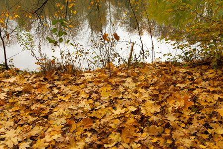Autumn landscape with maple leaves and water surface.の写真素材