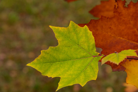 Autumn multicolored maple leaves on a tree branch. Selective focus.
