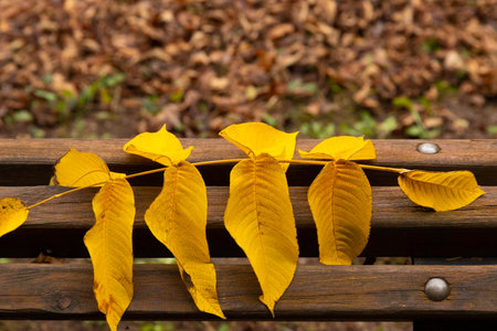 An autumn idyll, a lonely park bench awaits visitors.の写真素材