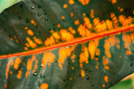 Red-green leaves of a rubber plant ficus. Ficus is elastic. Selective focus.