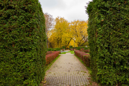 Green autumn lawn in a city park. Landscape.の写真素材