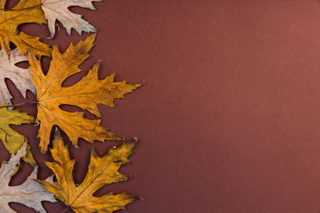 Autumn, maple, dry, yellow leaves on an old wooden background with copy space.