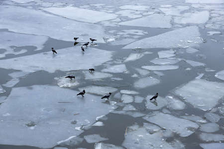 Spring thin ice on the surface of the river. Ice drift.