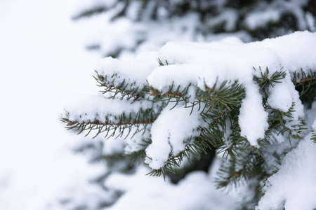 Blue spruce, Picea pungens, branches covered with snow.の写真素材