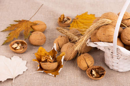 Ripe walnuts in a shell, in a basket and autumn leaves on a linen background. selective focusの写真素材