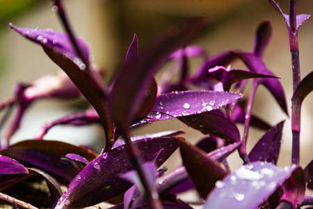 Dew drops on the purple foliage of Setcreasea purpurea, succulent. Selective focusの写真素材
