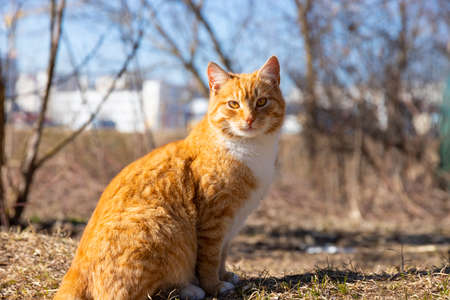 Portrait of a ginger cat on nature outdoors in summerの写真素材