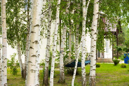 Hammock between two trees in the courtyard of the house.の写真素材
