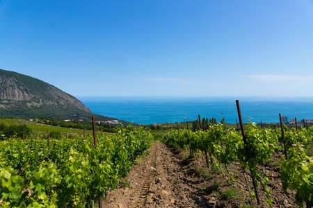 Rain clouds over mountains and a valley with a green vineyard.の写真素材