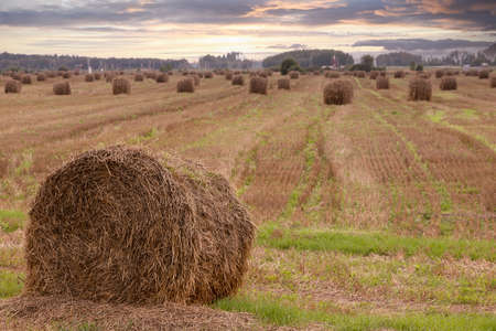 Haystack on the background of oil pumps after evening. Copy space.