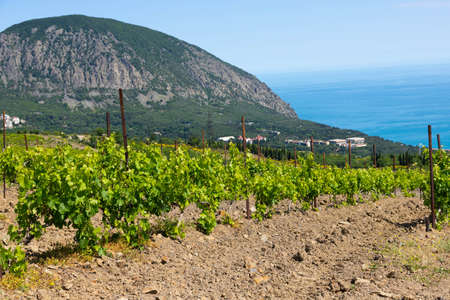 Rain clouds over mountains and a valley with a green vineyard.の写真素材