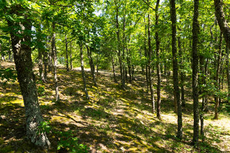Mountain forest. Oak and beech trees under sunlight with shadow.