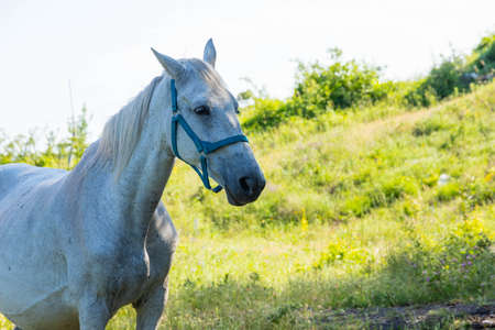 White horse in the pasture, eating grass.の写真素材