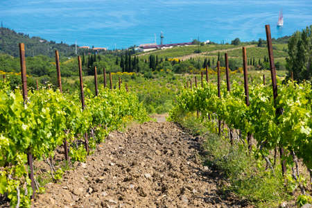 Rain clouds over mountains and a valley with a green vineyard.の写真素材