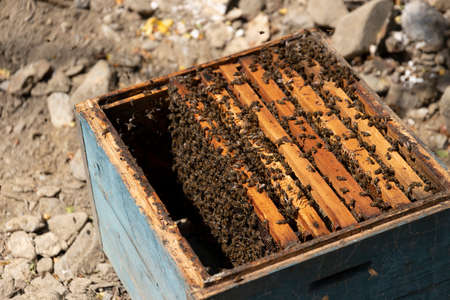 Close up view of the opened hive body showing the frames populated by honey bees. Honey bees crawl in an open hive on honeycomb wooden honeycombs doing teamwork. Beekeeping concept in agriculture.の写真素材