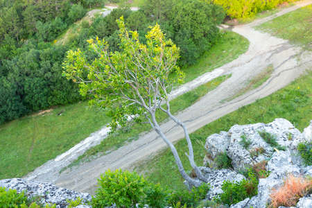 A lonely tree growing on a rock in the wild mountains ..の写真素材