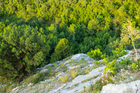 Gray wild rocks and wild green forest. View from above. Landscape.