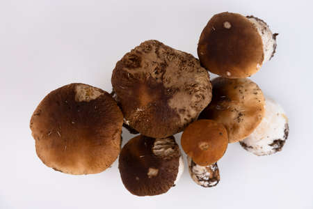 Cepes, forest, wild, mushrooms, Boletus edulis, on a white background. Copy space.の写真素材