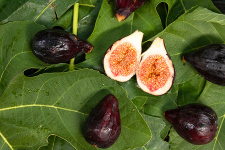 Blue juicy figs on green fig leaves.の写真素材