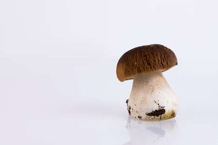 Cepes, forest, wild, mushrooms, Boletus edulis, on a white background. Copy space.の写真素材