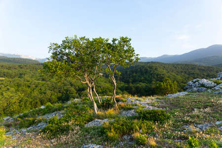 A lonely tree growing on a rock in the wild mountains ..の写真素材