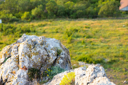 Small bright yellow flowers growing in the crevices of the rock. ...の写真素材