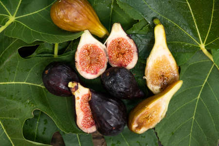 Blue juicy figs on green fig leaves.の写真素材