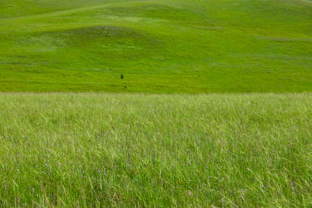 A picturesque view of the green steppe hills, pastures stretching into the distance. High quality photoの写真素材