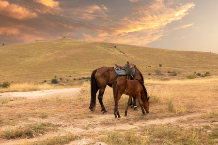 A saddled horse with a foal stands against the backdrop of a mountain landscape and a sunset. High quality photoの写真素材