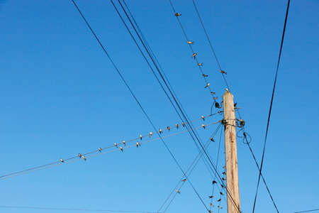 Many birds, swallows or martlets, swifts sit on wires against the background of the blue sky. Copy...