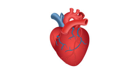 Realistic, volumetric, red human heart, icon on a white background. Medical concept. Vector illustrationのイラスト素材