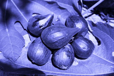 Fruity fig fruits lie on the leaves of a fig tree, in a trendy purple tint Very Peri. high quality...