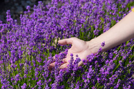 Female hand, touches, caresses lavender flowers on a lavender field. selective focus. high quality photoの写真素材