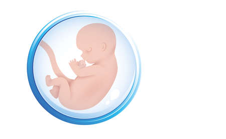 human embryo in the womb. Embryo icon in amniotic fluid. isolated on a white background. copyspace. vector illustrationのイラスト素材