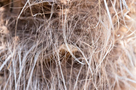 Close-up texture, bark of a palm tree trunk, Trachycarpus Fortunei. Dry hairy cover in the form of a background. high quality photoの写真素材