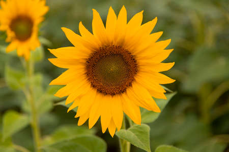 Flower, sunflower on a green background, close-up. Landscapeの写真素材