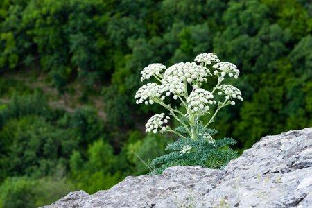Seseli Gill, Wild Carrot Flower, Yarrow Flower, Millefolium Achillea, Lonely plant on gray stone...