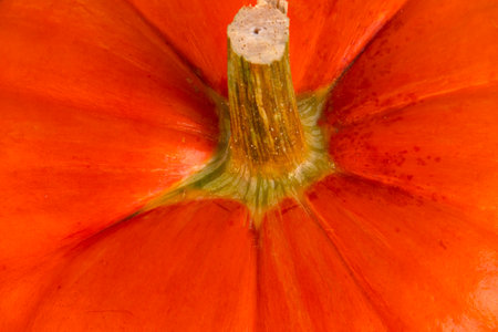 Orange pumpkin with stem, close-up, Autumn background. Thanksgiving Day.の写真素材