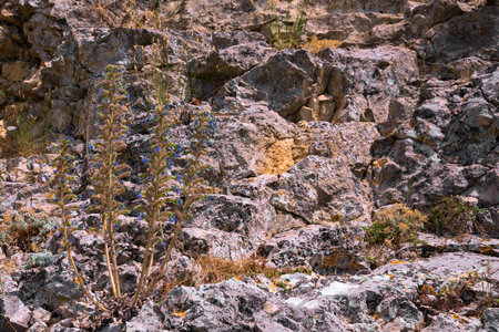 A lone mountain flower with blue buds growing on a gray-red stone sheer wall. background