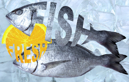 Fresh fish, Dorado fish, Creative text Fish on a background of ice cubes.の写真素材