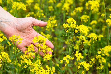 Flowering yellow rapeseed flowers in a woman's hands